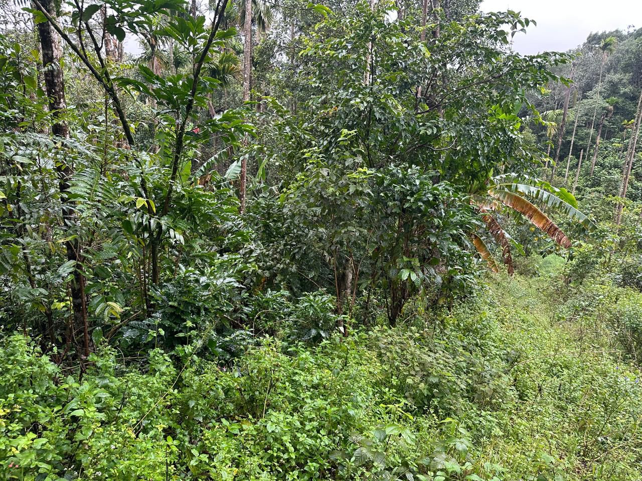  2.5 Acre Land for Sale – Mudigere